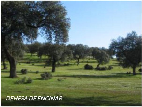 Casa Rural Con Encanto El Coronel, Los Panchez, Fuente Obejuna Exterior foto